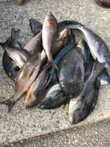 鵜来島家本渡船 釣果