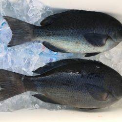 鵜来島家本渡船 釣果