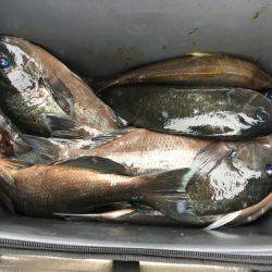 鵜来島家本渡船 釣果