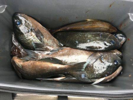 鵜来島家本渡船 釣果