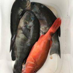 鵜来島家本渡船 釣果