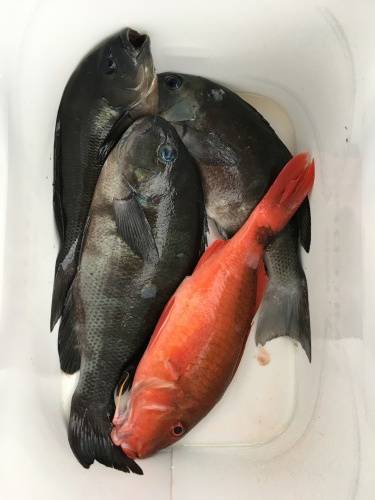 鵜来島家本渡船 釣果