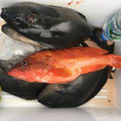 鵜来島家本渡船 釣果