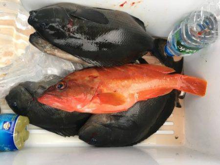 鵜来島家本渡船 釣果