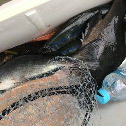 鵜来島家本渡船 釣果