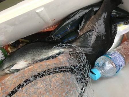 鵜来島家本渡船 釣果