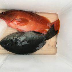 鵜来島家本渡船 釣果