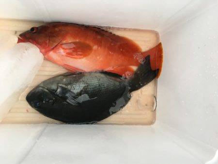 鵜来島家本渡船 釣果