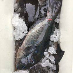 鵜来島家本渡船 釣果