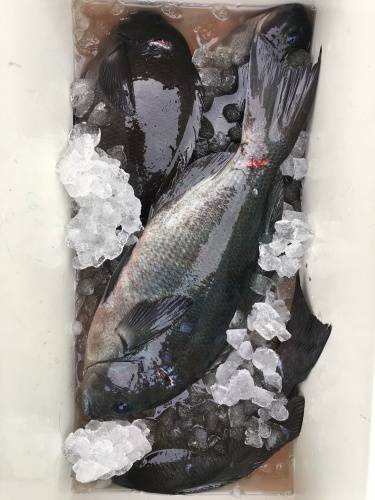 鵜来島家本渡船 釣果