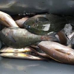 鵜来島家本渡船 釣果