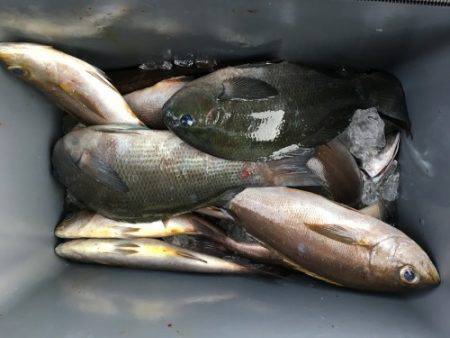 鵜来島家本渡船 釣果