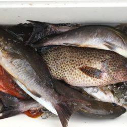 鵜来島家本渡船 釣果