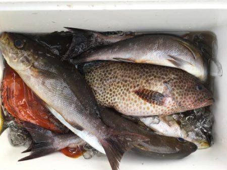 鵜来島家本渡船 釣果