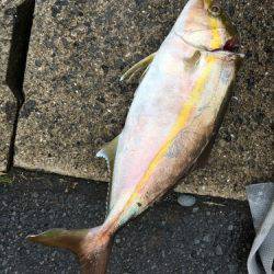 鵜来島家本渡船 釣果