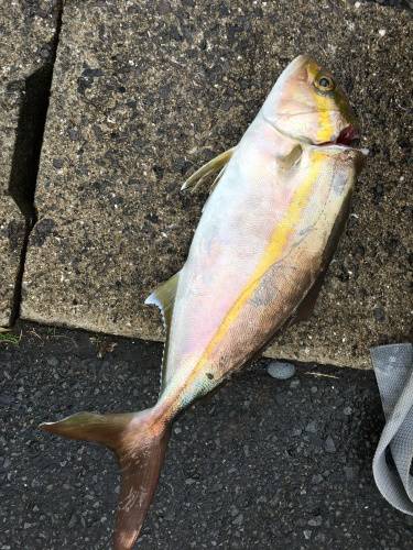 鵜来島家本渡船 釣果