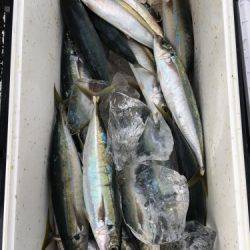 鵜来島家本渡船 釣果