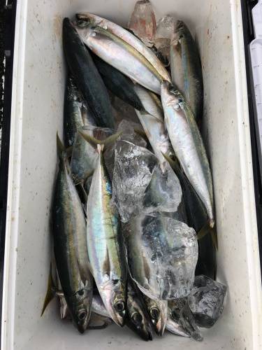 鵜来島家本渡船 釣果