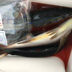 鵜来島家本渡船 釣果