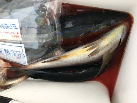 鵜来島家本渡船 釣果