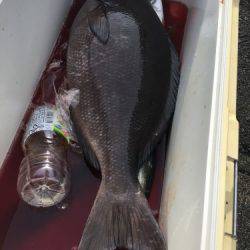 鵜来島家本渡船 釣果