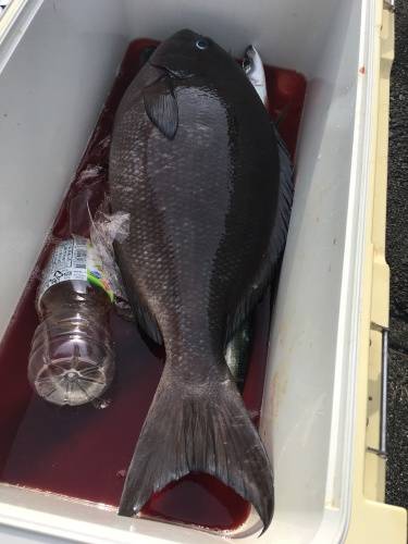 鵜来島家本渡船 釣果