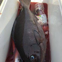 鵜来島家本渡船 釣果