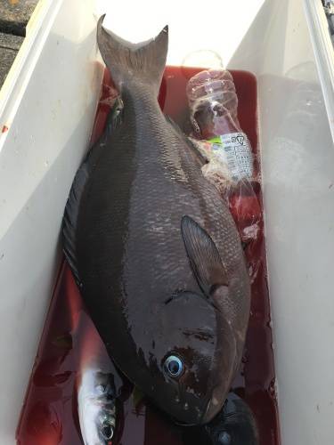 鵜来島家本渡船 釣果