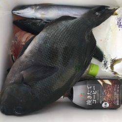 鵜来島家本渡船 釣果