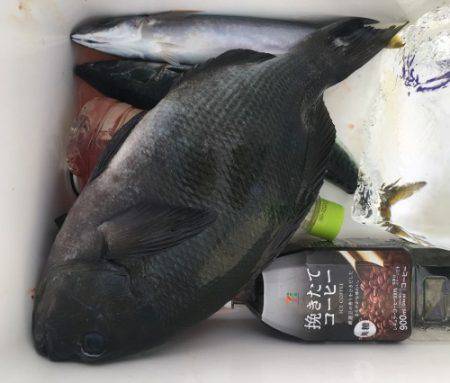 鵜来島家本渡船 釣果