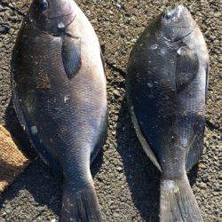 鵜来島家本渡船 釣果