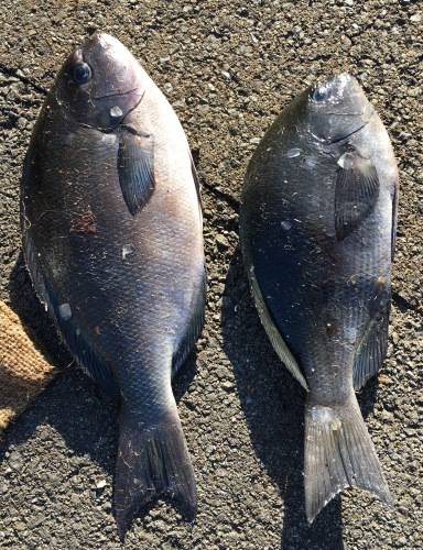 鵜来島家本渡船 釣果