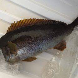 鵜来島家本渡船 釣果