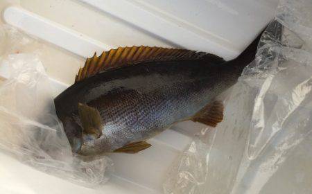 鵜来島家本渡船 釣果