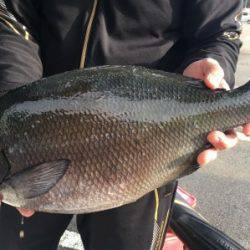 鵜来島家本渡船 釣果