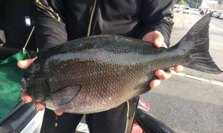 鵜来島家本渡船 釣果