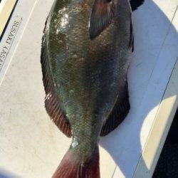 鵜来島家本渡船 釣果