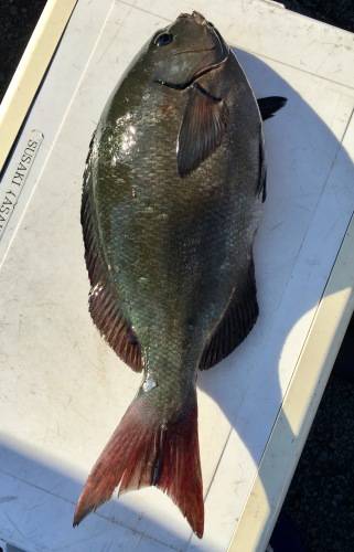 鵜来島家本渡船 釣果