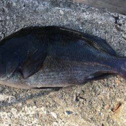 鵜来島家本渡船 釣果