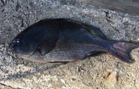 鵜来島家本渡船 釣果