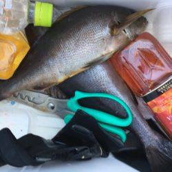 鵜来島家本渡船 釣果