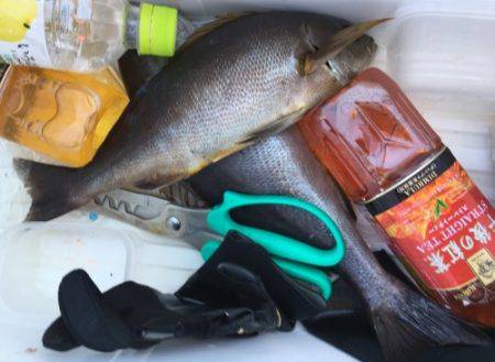 鵜来島家本渡船 釣果