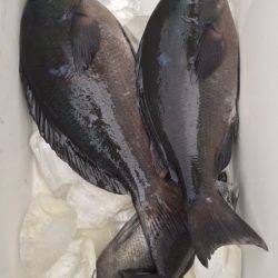 鵜来島家本渡船 釣果