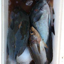 鵜来島家本渡船 釣果
