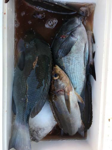 鵜来島家本渡船 釣果