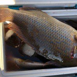 鵜来島家本渡船 釣果