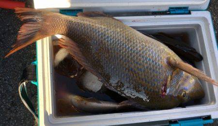 鵜来島家本渡船 釣果