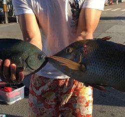 鵜来島家本渡船 釣果