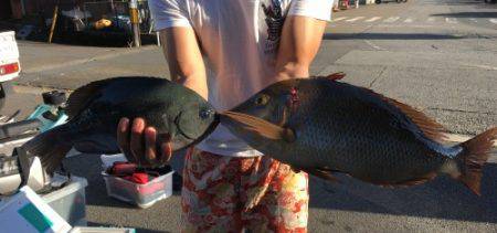 鵜来島家本渡船 釣果