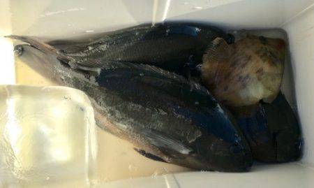 鵜来島家本渡船 釣果